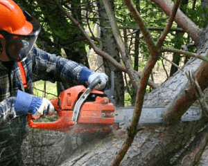 Logging and Chainsaw Safety (US)